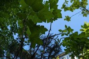 Sunset Boulevard vil plante mikroskove i byerne